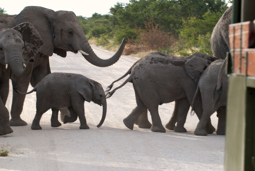 Elefantenherde im Etosha-Park