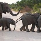 Elefantenherde im Etosha-Park