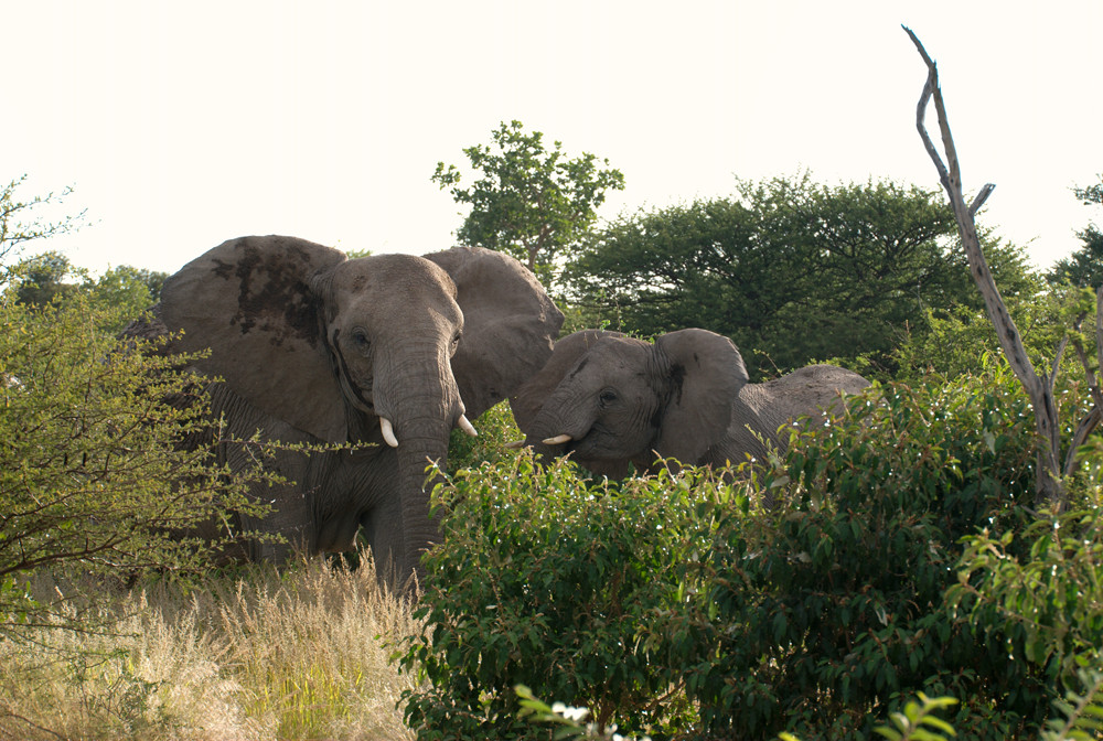 Elefantenherde im Etosha-Park