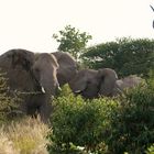 Elefantenherde im Etosha-Park