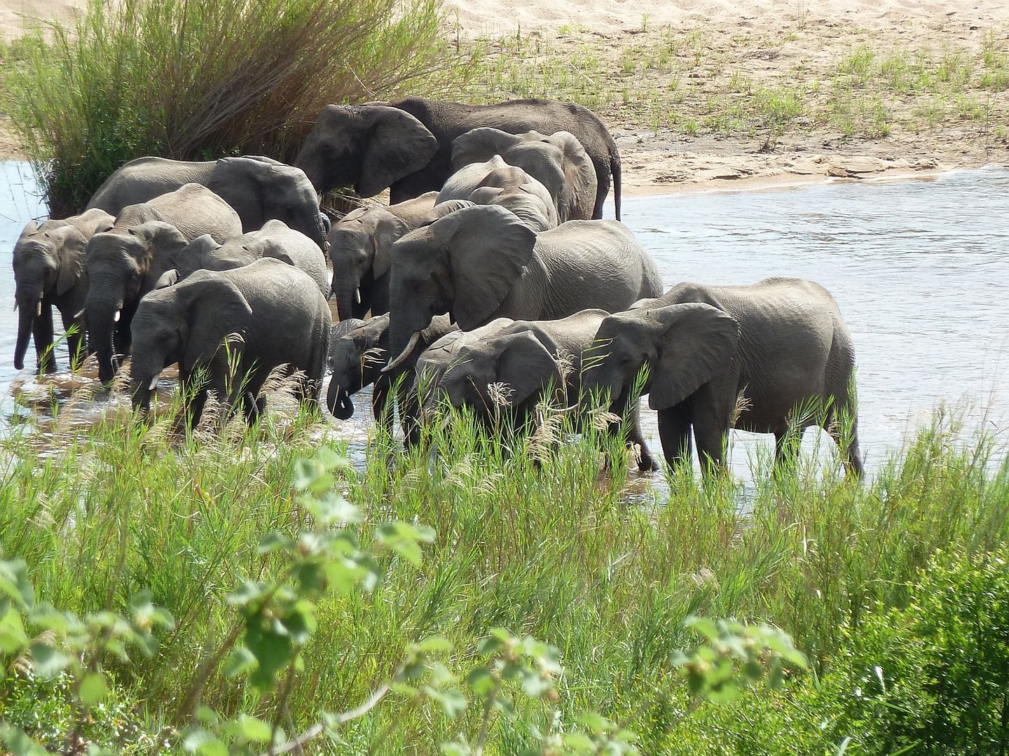 Elefantenherde im Krüger Nationalpark