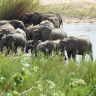 Elefantenherde im Krüger Nationalpark