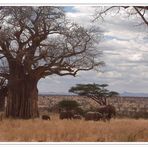 Elefantenherde im Tarangire Nat. Park