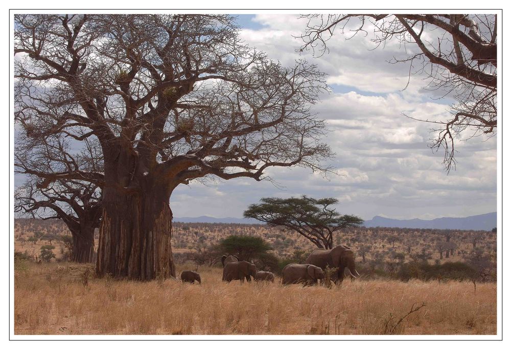 Elefantenherde im Tarangire Nat. Park