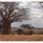 Elefantenherde im Tarangire Nat. Park