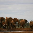 Elefantenherde im Tsavo Nationalpark