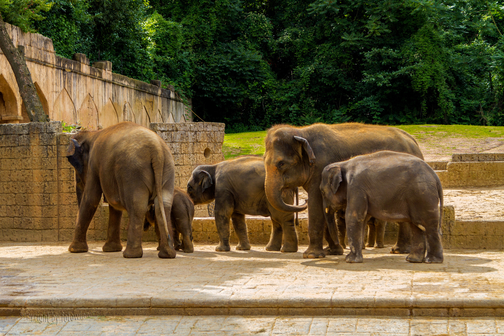 "Elefantenherde" im Zoo Hannover