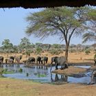 Elefantenherde in der Kalahari