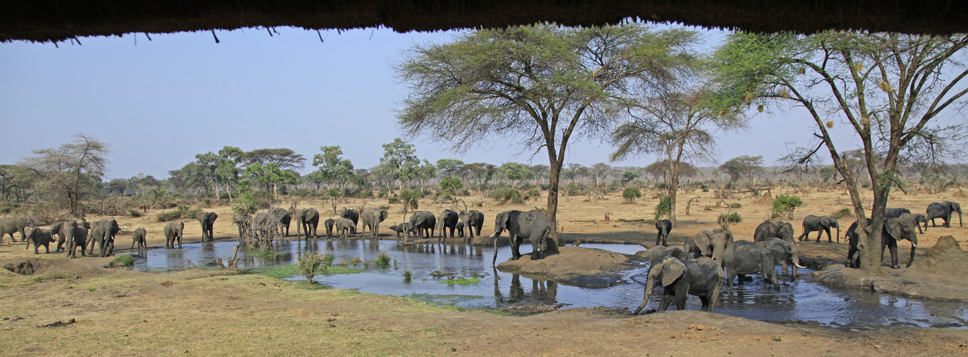 Elefantenherde in der Kalahari