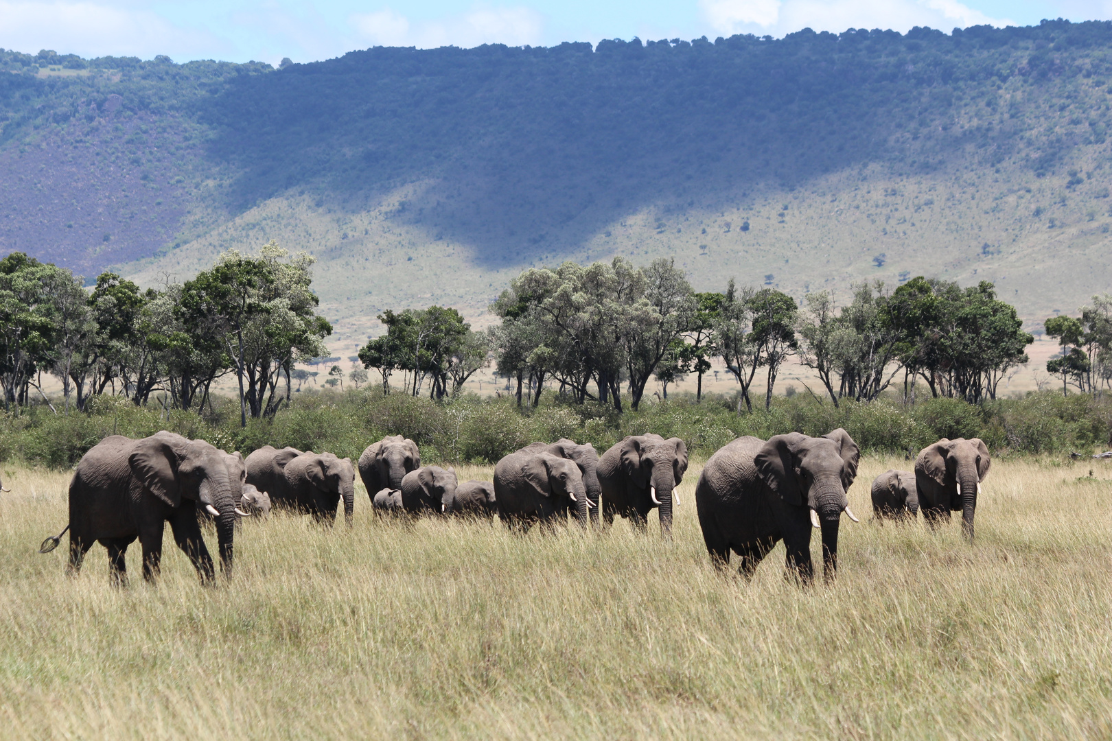 Elefantenherde in der Masai Mara