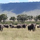 Elefantenherde in der Masai Mara