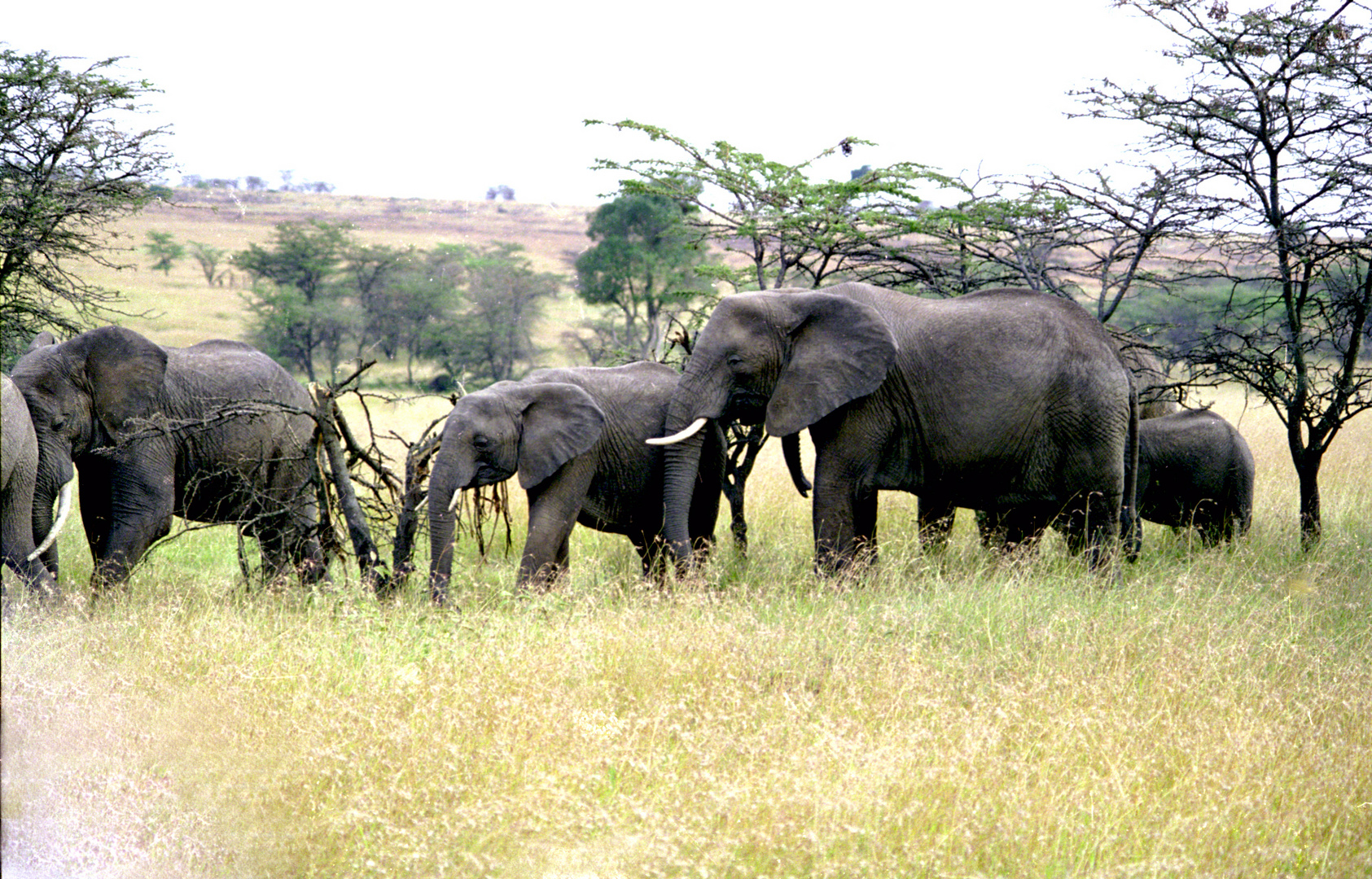 Elefantenherde in Masai Mara Kenia