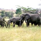 Elefantenherde in Masai Mara Kenia