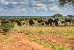 Elefantenherde in Tarangire 