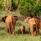Elefantenherde in Tsavo East