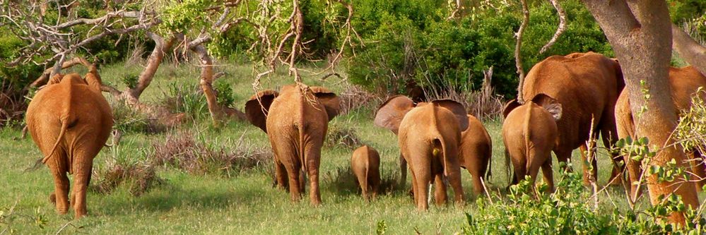Elefantenherde in Tsavo East