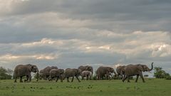 Elefantenherde Masai Mara - Kenia 2014