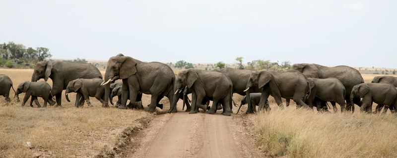 Elefantenherde Tanzania