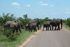 Elefantenherde unterwegs im Krüger-Nationalpark