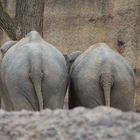 Elefantenhintern