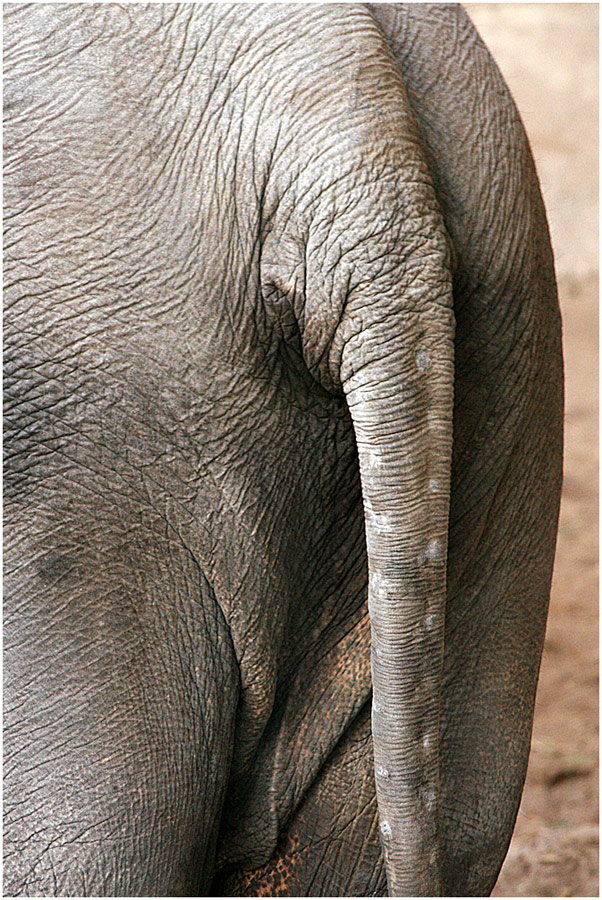 Elefantenhinterteil :-)