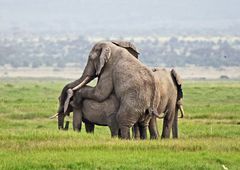 Elefantenhochzeit