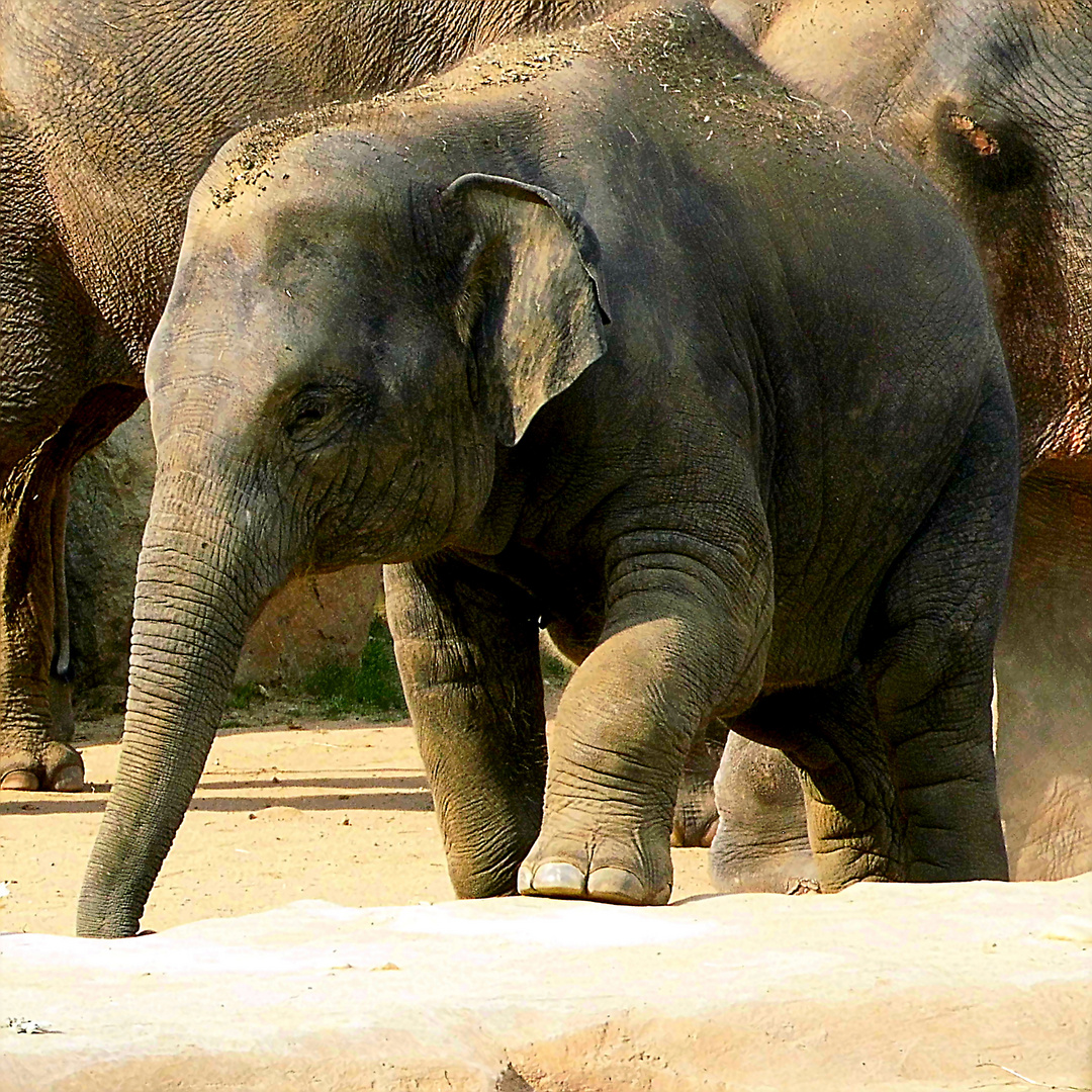  Elefantenjunges Max aus dem Prager Zoo