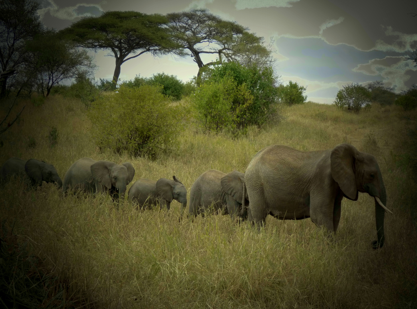 Elefantenkarawane im Tarangire-Park