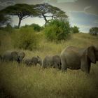 Elefantenkarawane im Tarangire-Park