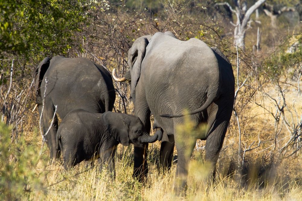 Elefantenkind auf Nahrungssuche im Mamili Nationalpark