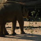 Elefantenkind spielt an einem Astzweig
