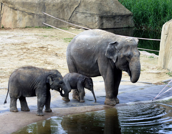 Elefantenkinder im Kölner Zoo