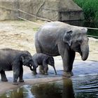 Elefantenkinder im Kölner Zoo