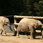 Elefantenkinder im Wuppertaler Zoo