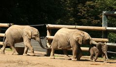Elefantenkinder im Wuppertaler Zoo