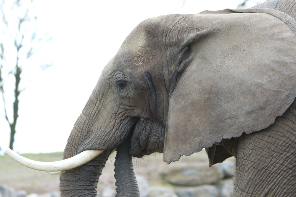 Elefantenkopf aus dem Pairi Daiza