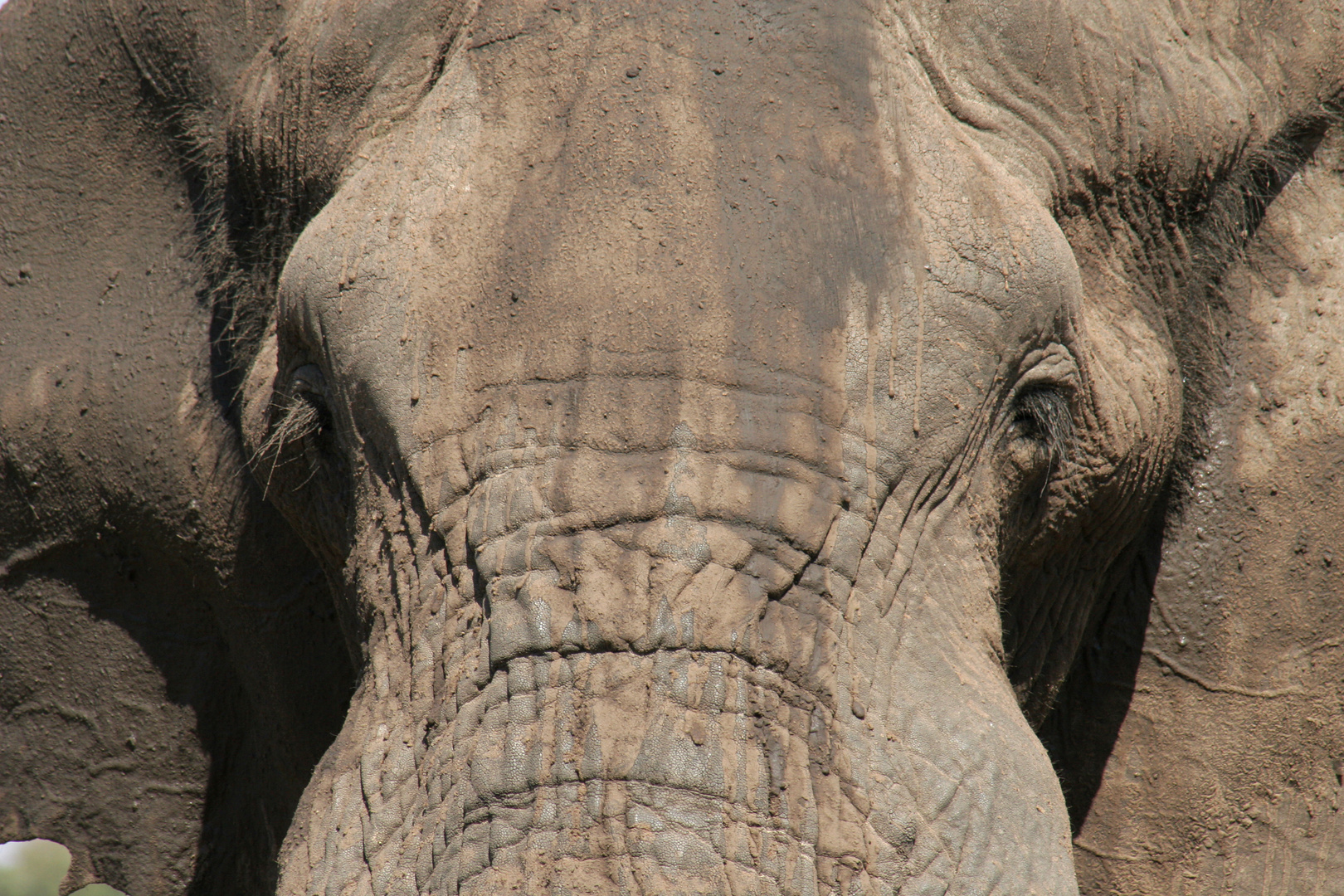 Elefantenkopf Foto Bild Tiere Wildlife Saugetiere Bilder Auf Fotocommunity