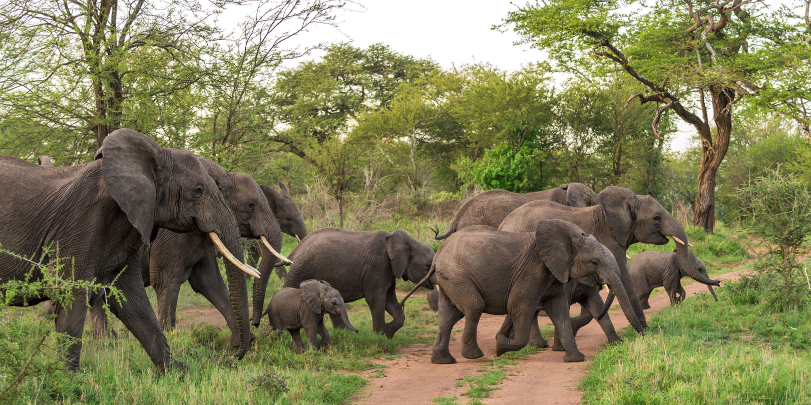 Elefantenkühe mit Jungtieren