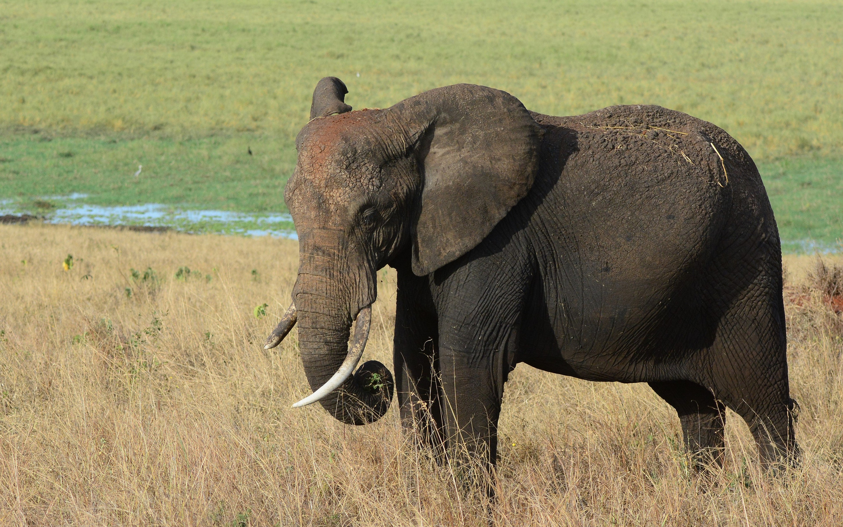 Elefantenkuh im Tarangire NP - Tansania