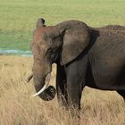 Elefantenkuh im Tarangire NP - Tansania