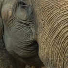 Elefantenkuh - Mae Sa Elefantencamp/Nordthailand