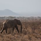 Elefantenkuh mit ihrem Jungen in Kenia
