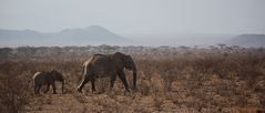 Elefantenkuh mit ihrem Jungen in Kenia