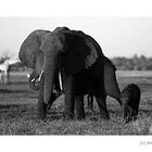 Elefantenkuh mit Jungen