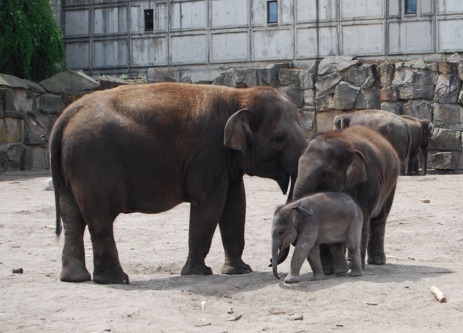 Elefantenkuh mit zwei Kälber im Tierpark Berlin- Friedrichsfelde