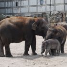 Elefantenkuh mit zwei Kälber im Tierpark Berlin- Friedrichsfelde