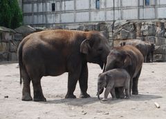 Elefantenkuh mit zwei Kälber im Tierpark Berlin- Friedrichsfelde