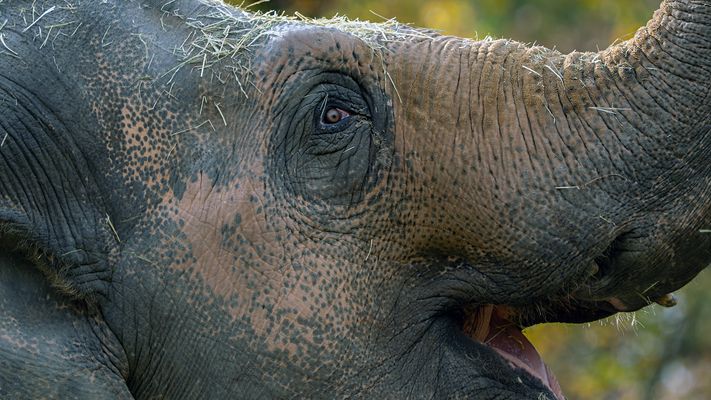 Elefantenkuh, Teilporträt...