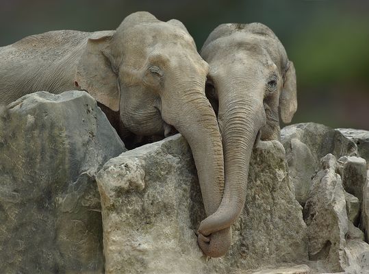 Elefantenliebe....