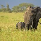 Elefantenmam mit Baby